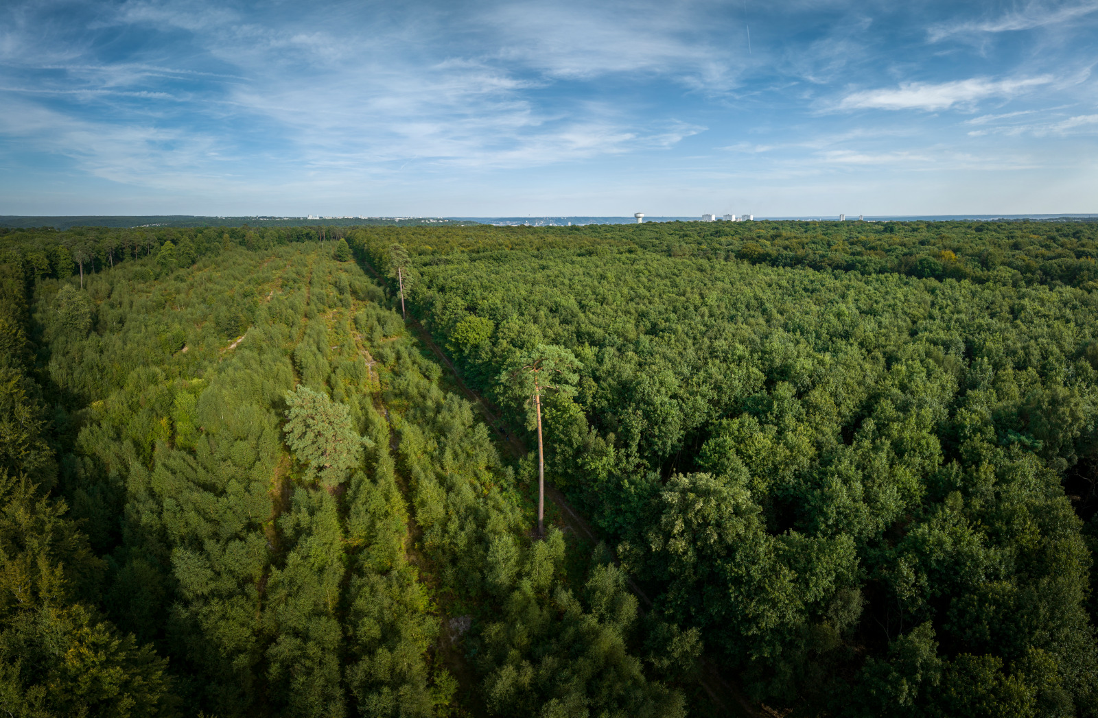 Forêt de Roumare